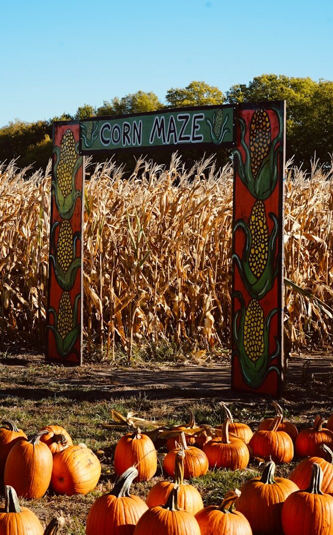 a corn maze with pumpkins in the foreground